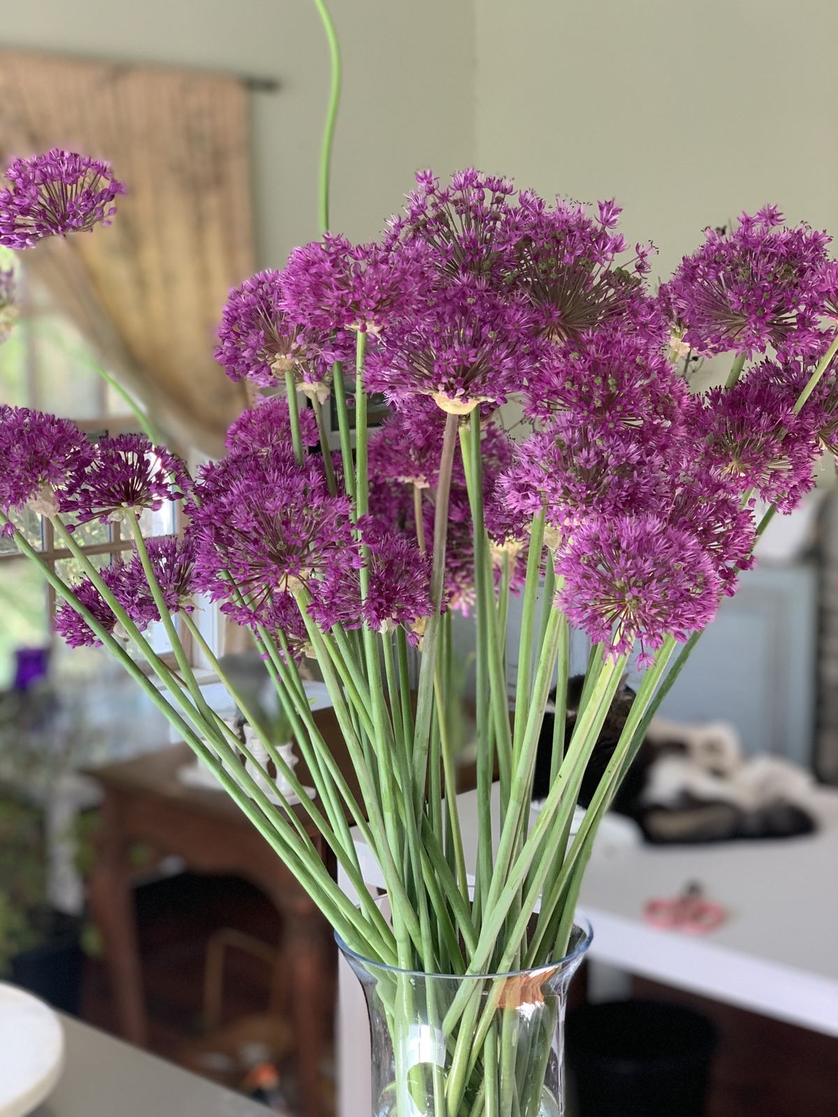 Cut purple alliums on long stems in a tall glass vase