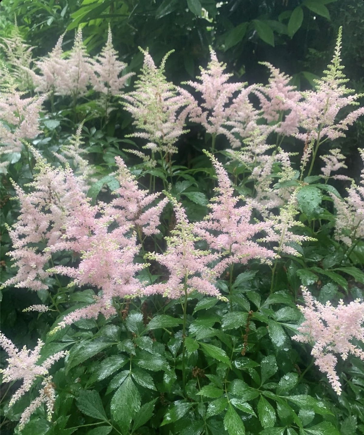 Pink astilbe feathery plumes in the garden