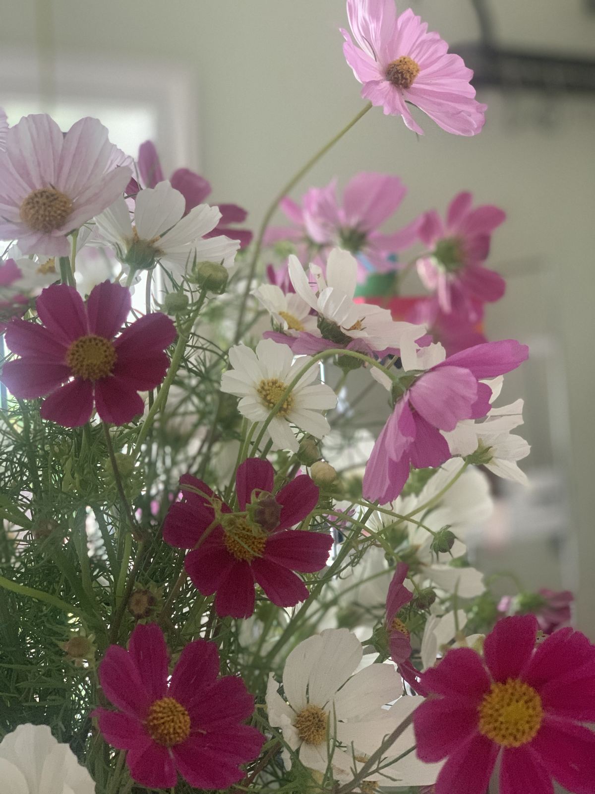 Pink, magenta and white cosmos in a vase