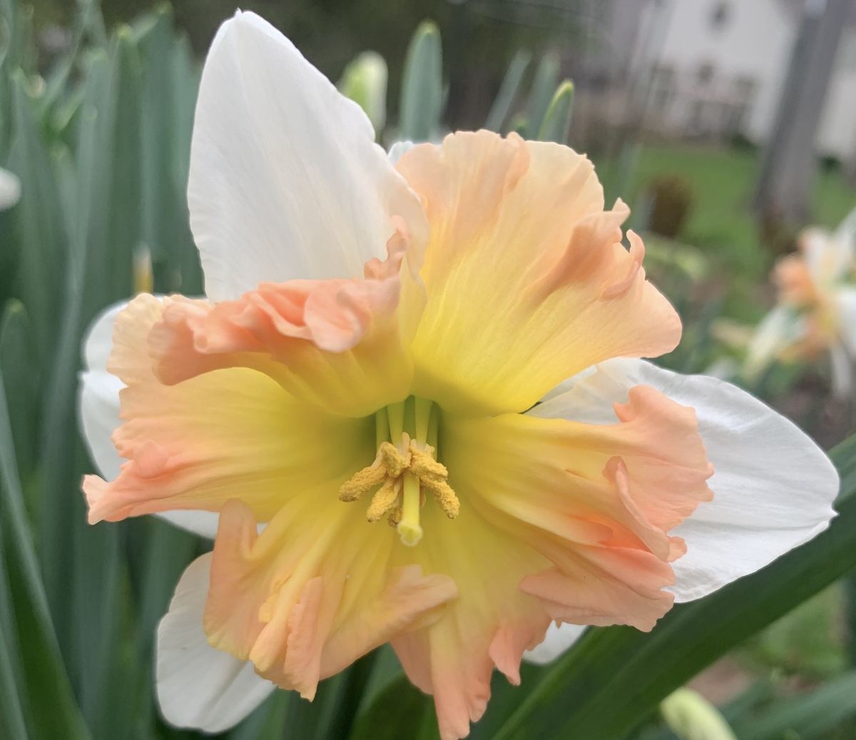 Yellow and white specialty daffodil