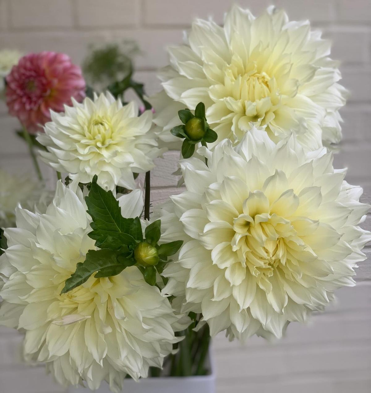 Cream and blush dahlias