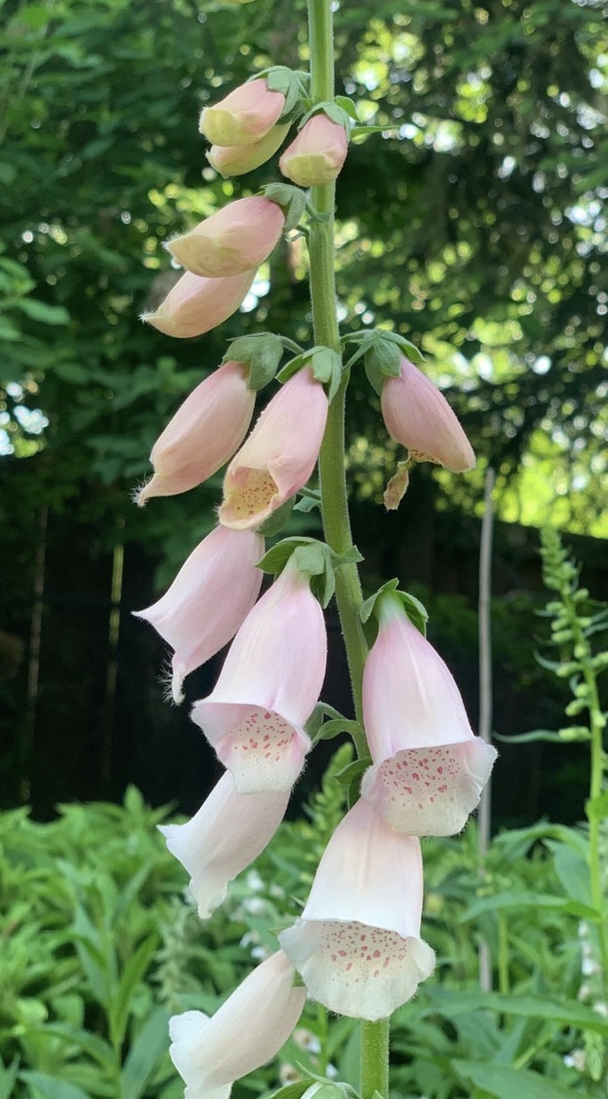 Pink and white foxglove flowers on a stem