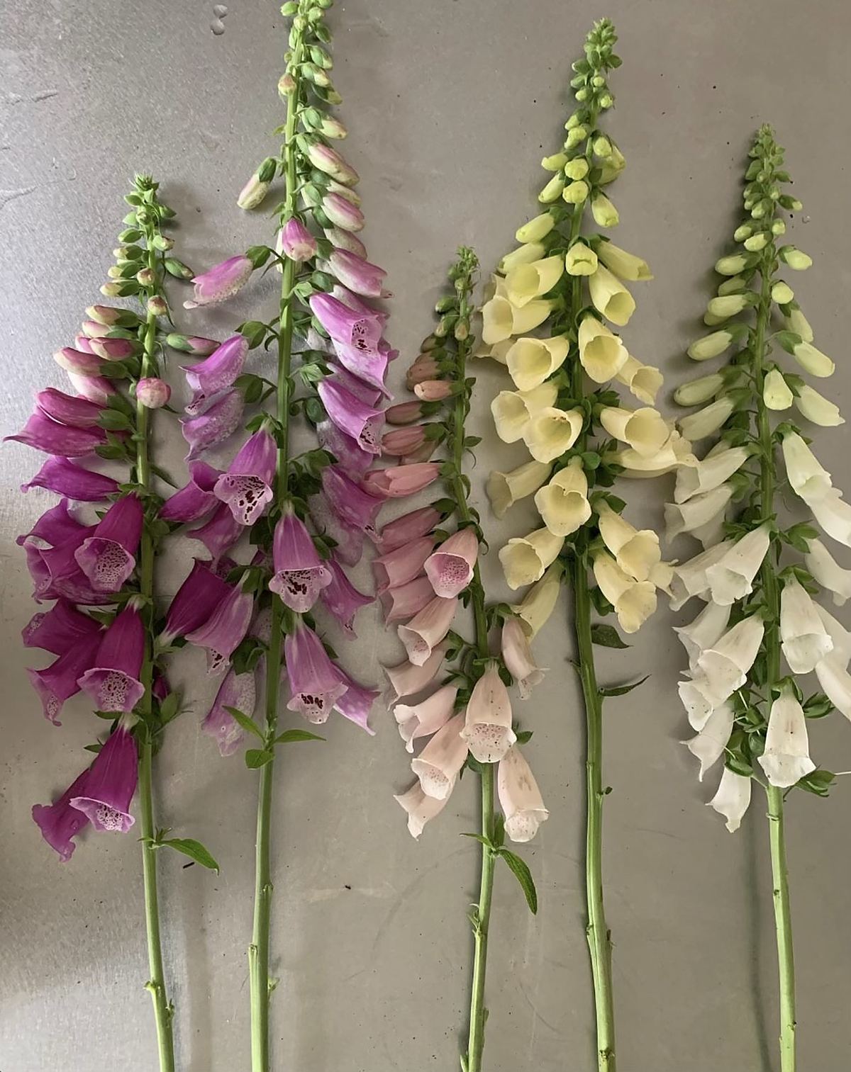 Five foxglove stems laid side by side, from magenta through pink and butter yellow to white