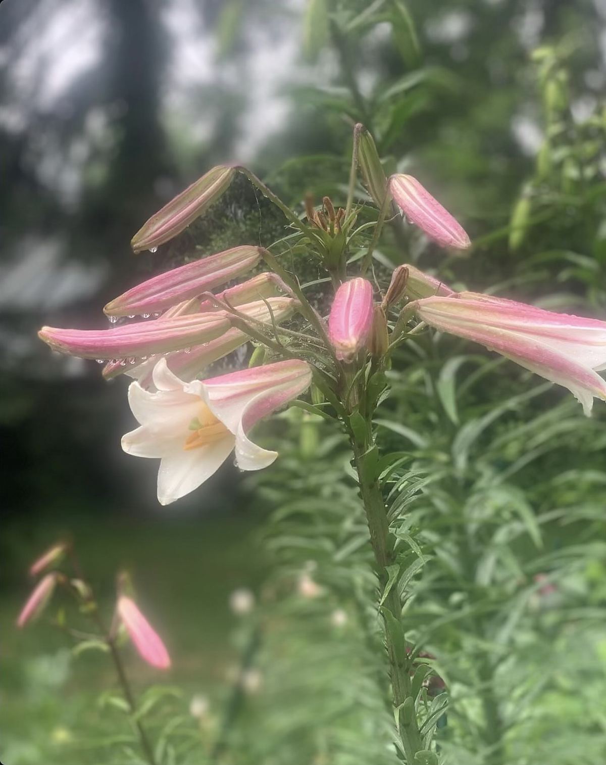 A white trumpet lily opening among pink-striped buds, with raindrops, in the garden