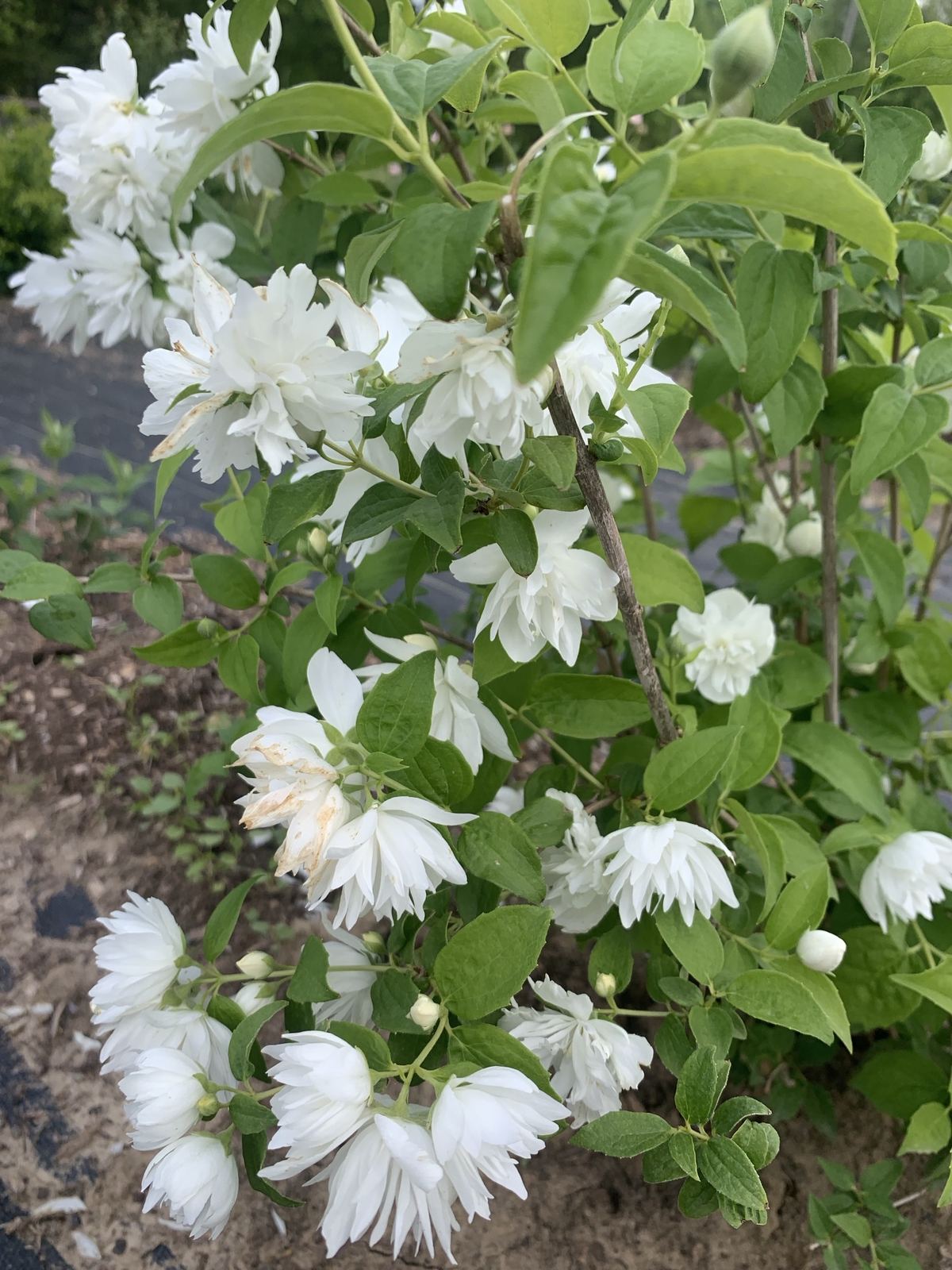 Double white mock orange blossoms on a flowering shrub in the field