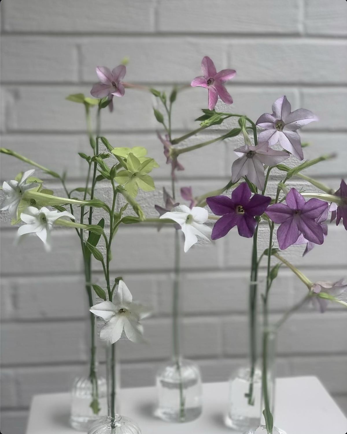 White, lime, pink and purple flowering tobacco in clear glass bud vases against white brick