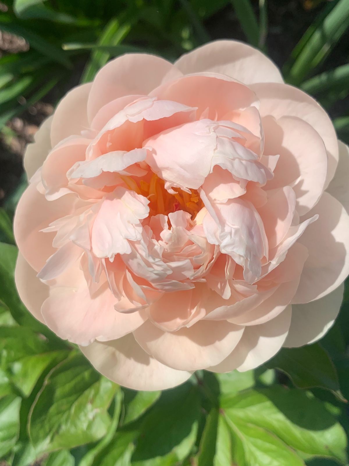 Soft blush peony with ruffled petals in the garden