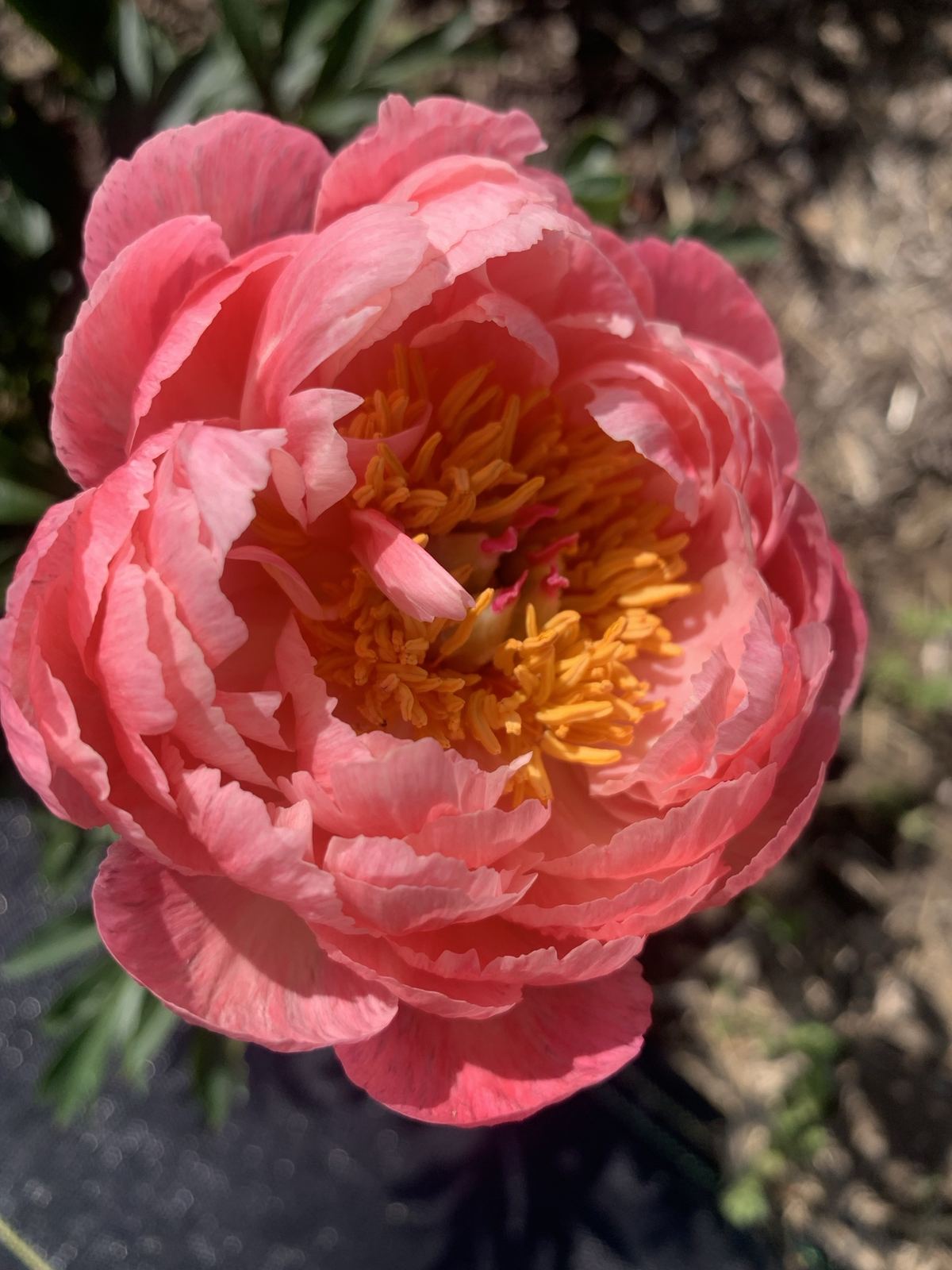 Coral peony in full bloom with a golden center, in the field
