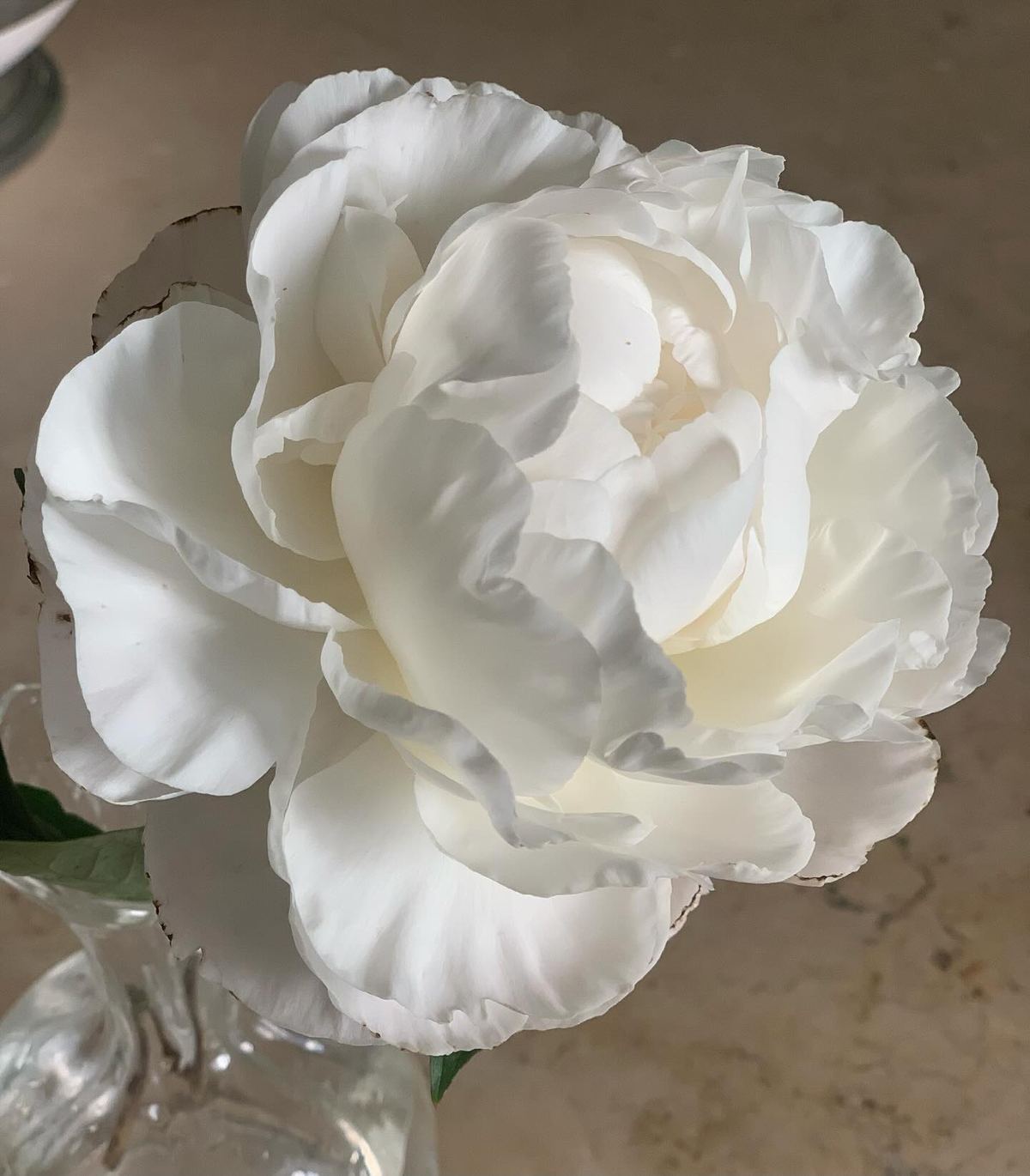 White peony in the garden