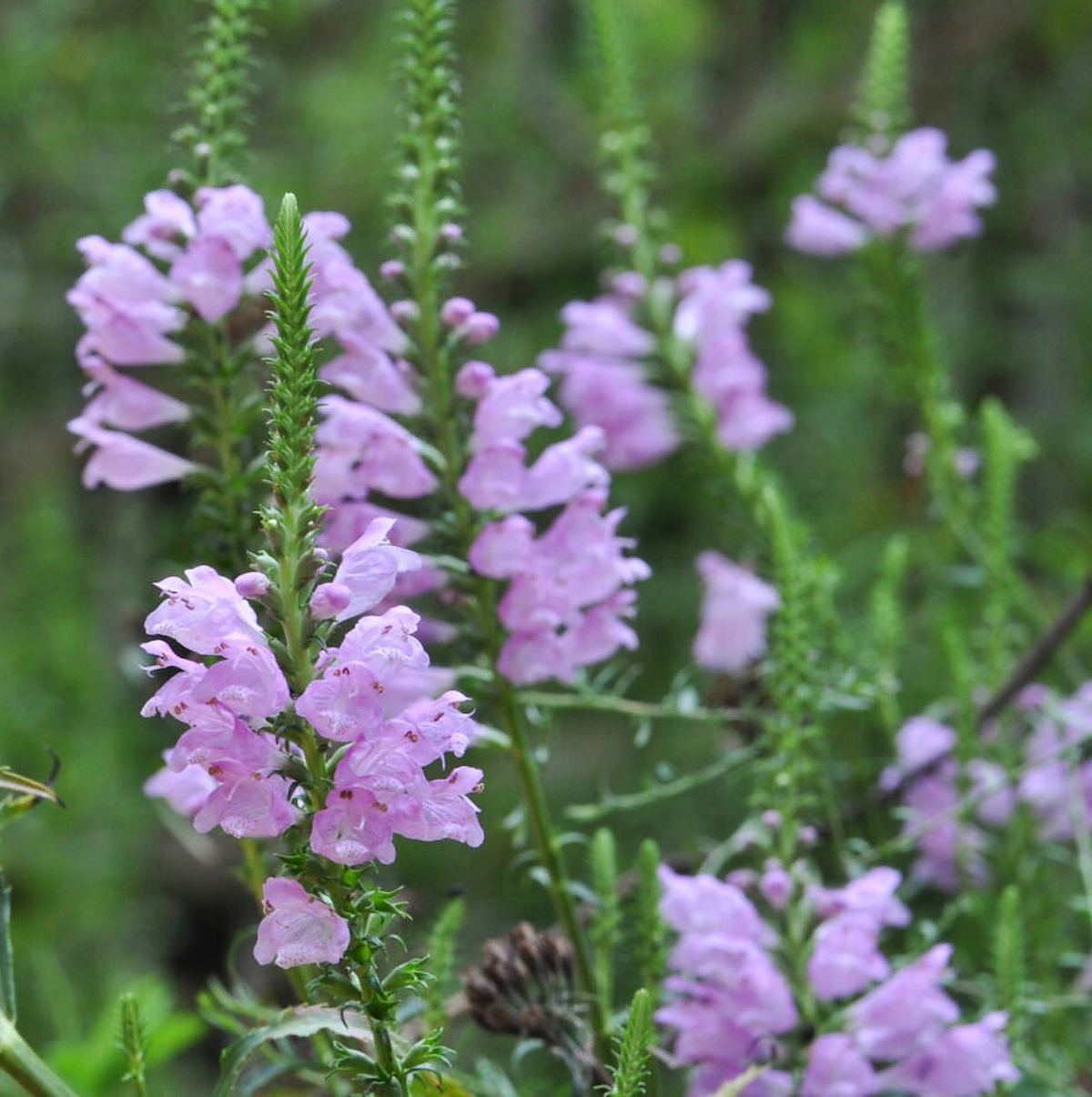 Pink obedient plant flowering in the garden